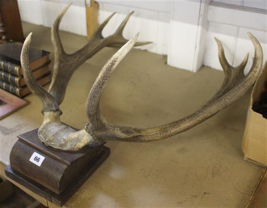 Set of mounted antlers